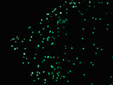 Glow in the Dark Chunky Glitter - 4 Color Options